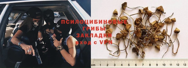 прущие грибы Абинск